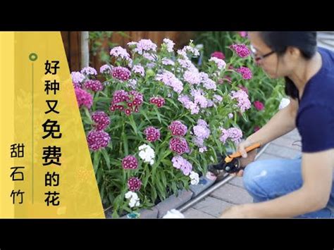 什麼花最好養|陽台必備10種花草 全年開花不間斷